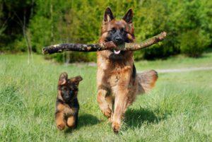 ‘Jonge honden’ & ‘oude rotten’ gezocht